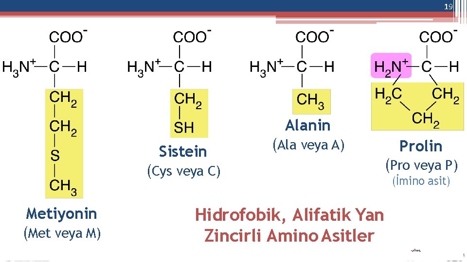 19 Alanin Sistein (Cys veya C) Metiyonin (Met veya M) (Ala veya A) Prolin