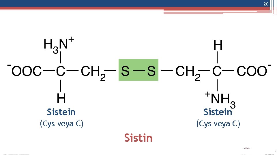 20 Sistein (Cys veya C) Sistin 