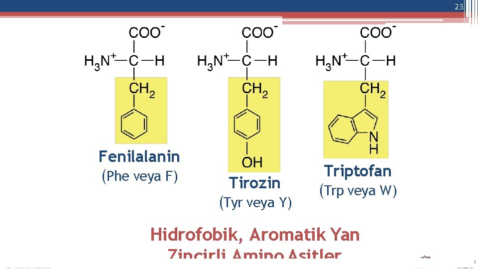 23 Fenilalanin (Phe veya F) Tirozin (Tyr veya Y) Triptofan (Trp veya W) Hidrofobik,
