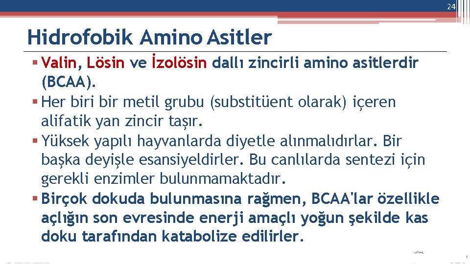 24 Hidrofobik Amino Asitler Valin, Lösin ve İzolösin dallı zincirli amino asitlerdir (BCAA). Her