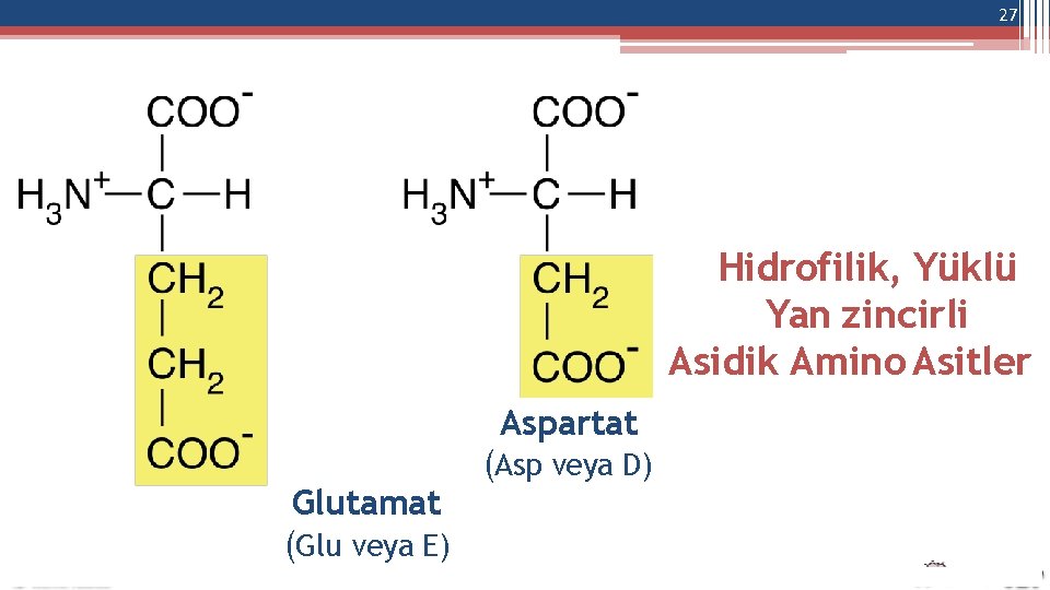 27 Hidrofilik, Yüklü Yan zincirli Asidik Amino Asitler Aspartat Glutamat (Glu veya E) (Asp