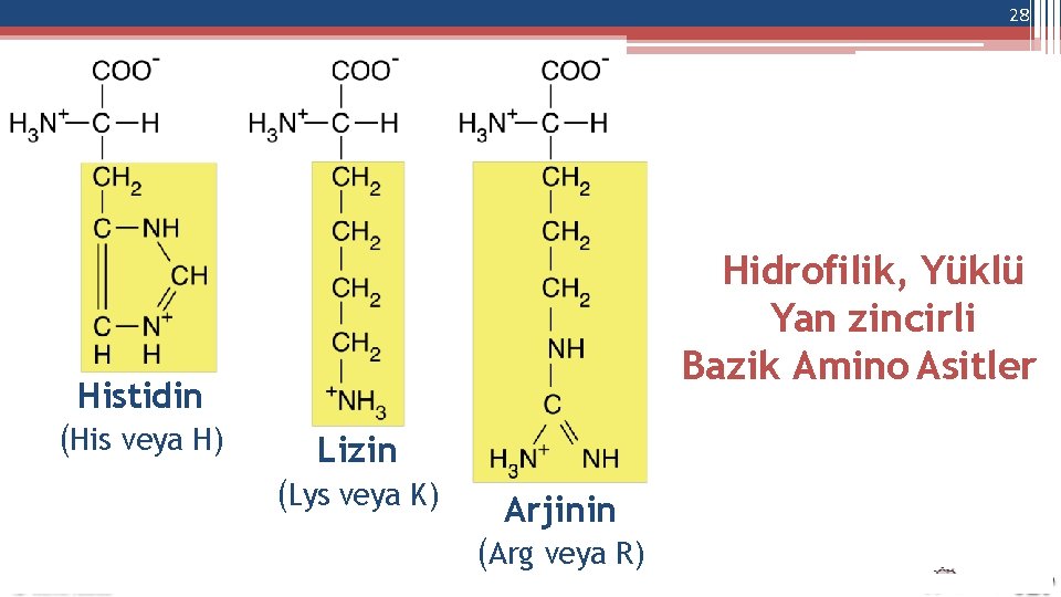 28 Hidrofilik, Yüklü Yan zincirli Bazik Amino Asitler Histidin (His veya H) Lizin (Lys