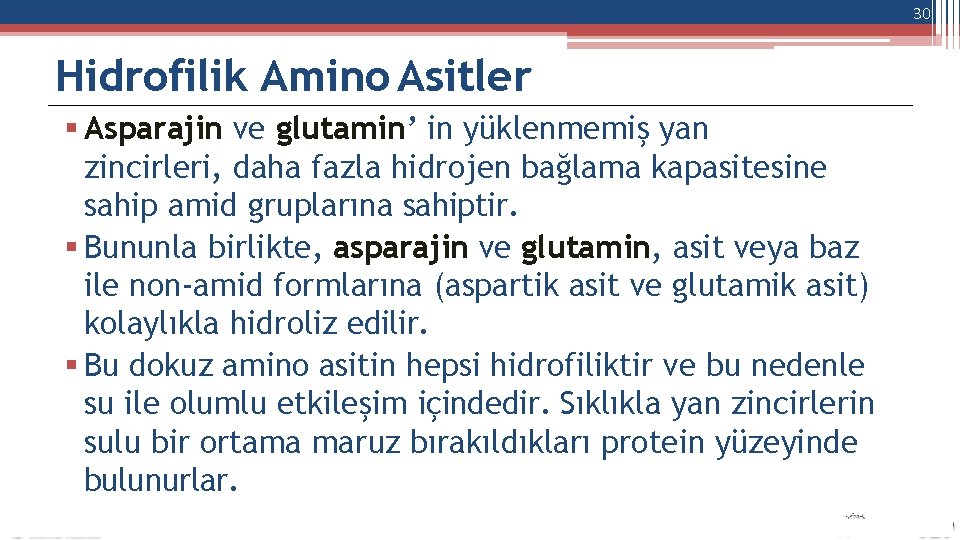 30 Hidrofilik Amino Asitler Asparajin ve glutamin’ in yüklenmemiş yan zincirleri, daha fazla hidrojen