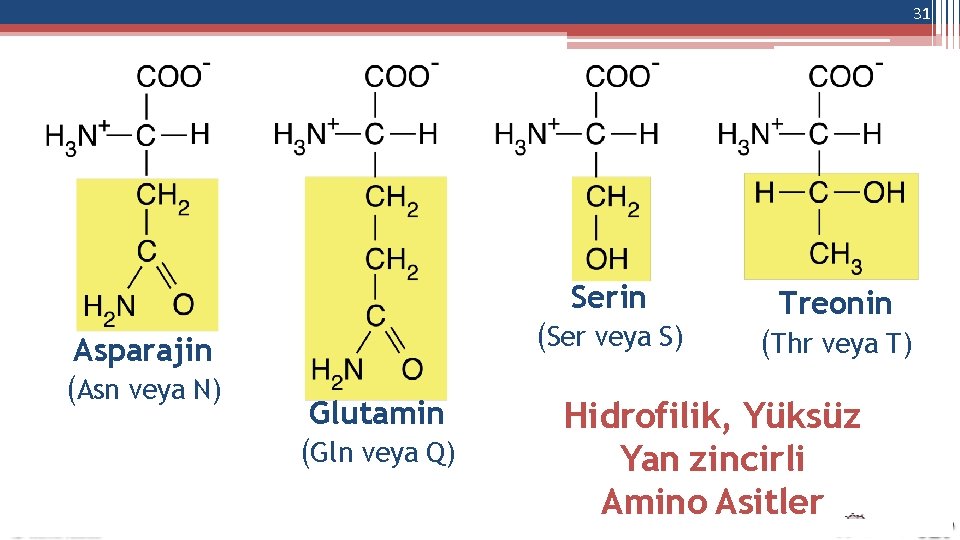 31 Serin Asparajin (Asn veya N) (Ser veya S) Glutamin (Gln veya Q) Treonin