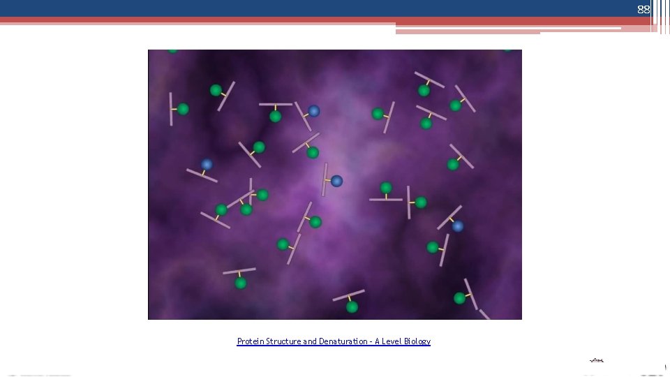 88 Protein Structure and Denaturation - A Level Biology 