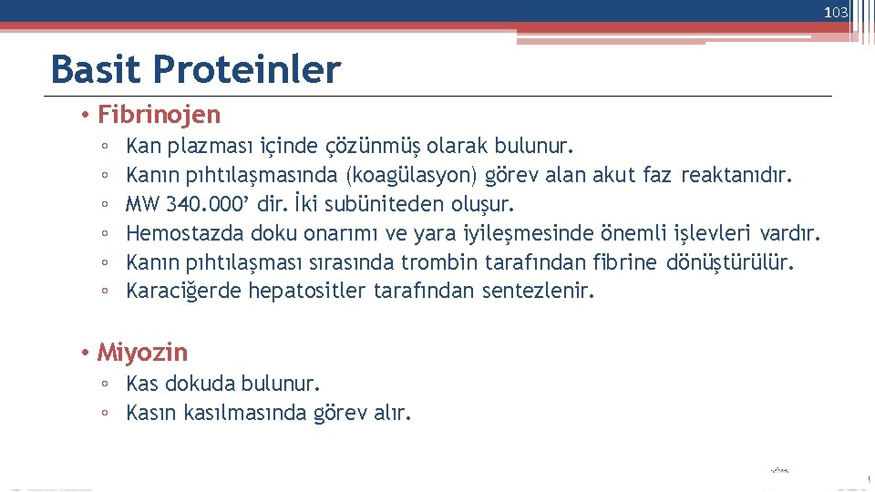 103 Basit Proteinler • Fibrinojen ◦ ◦ ◦ Kan plazması içinde çözünmüş olarak bulunur.