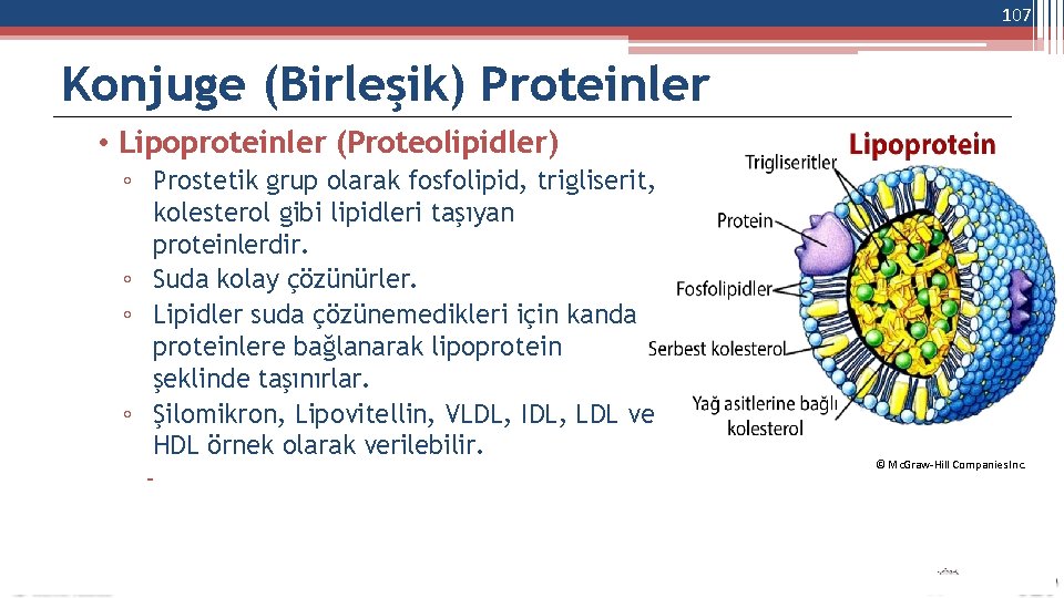 107 Konjuge (Birleşik) Proteinler • Lipoproteinler (Proteolipidler) ◦ Prostetik grup olarak fosfolipid, trigliserit, kolesterol