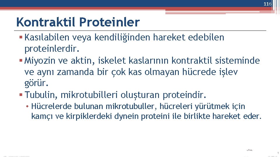 116 Kontraktil Proteinler Kasılabilen veya kendiliğinden hareket edebilen proteinlerdir. Miyozin ve aktin, iskelet kaslarının