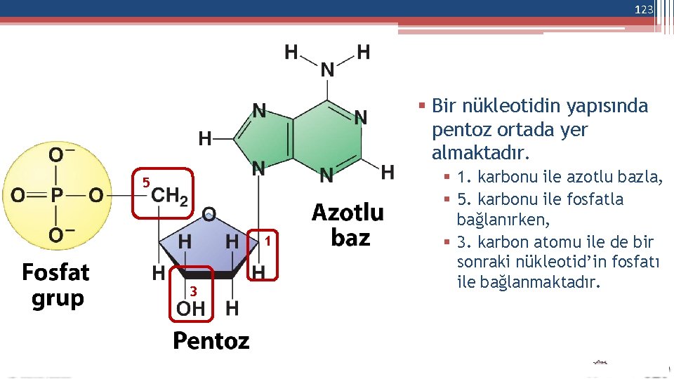 123 Bir nükleotidin yapısında pentoz ortada yer almaktadır. 5 1 3 1. karbonu ile