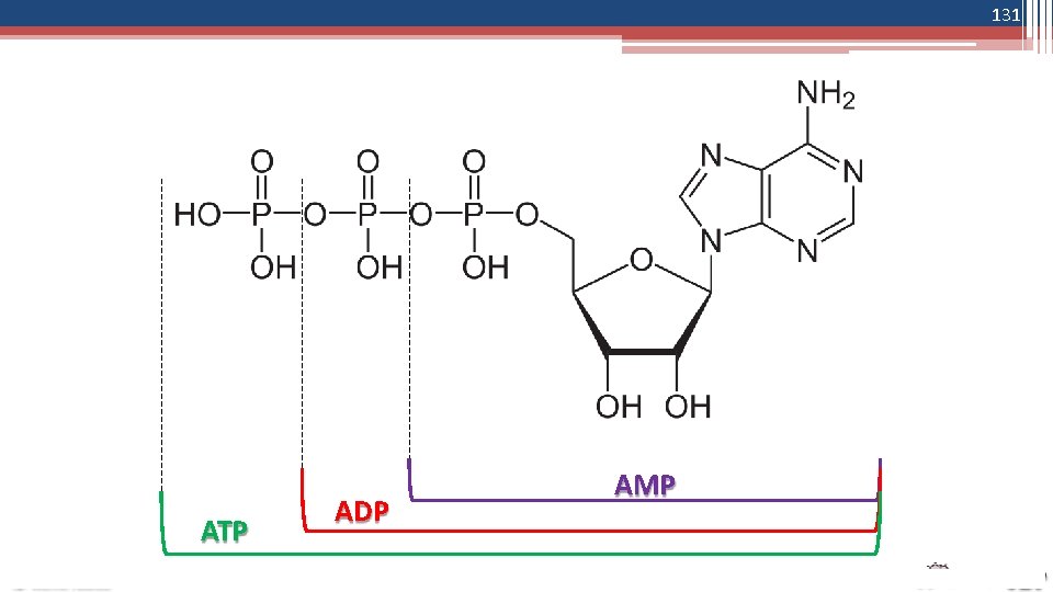 131 ATP ADP AMP 