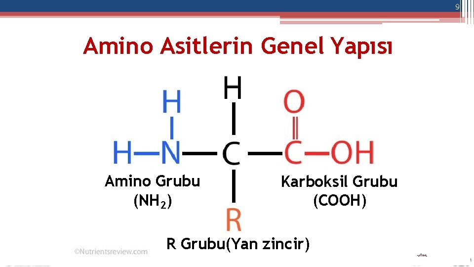 9 Amino Asitlerin Genel Yapısı Amino Grubu (NH 2) Karboksil Grubu (COOH) R Grubu(Yan