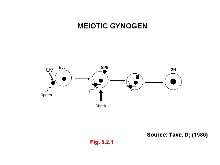 MEIOTIC GYNOGEN UV Egg SPB 2 N Sperm Shock Source: Tave, D; (1986) Fig.