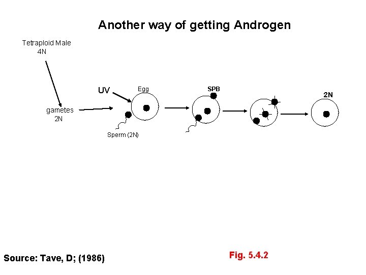 Another way of getting Androgen Tetraploid Male 4 N UV Egg SPB 2 N