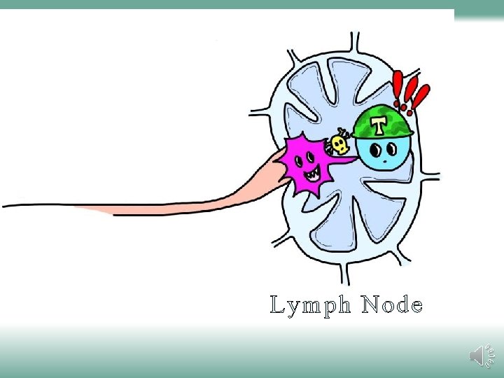 Lymph Node 