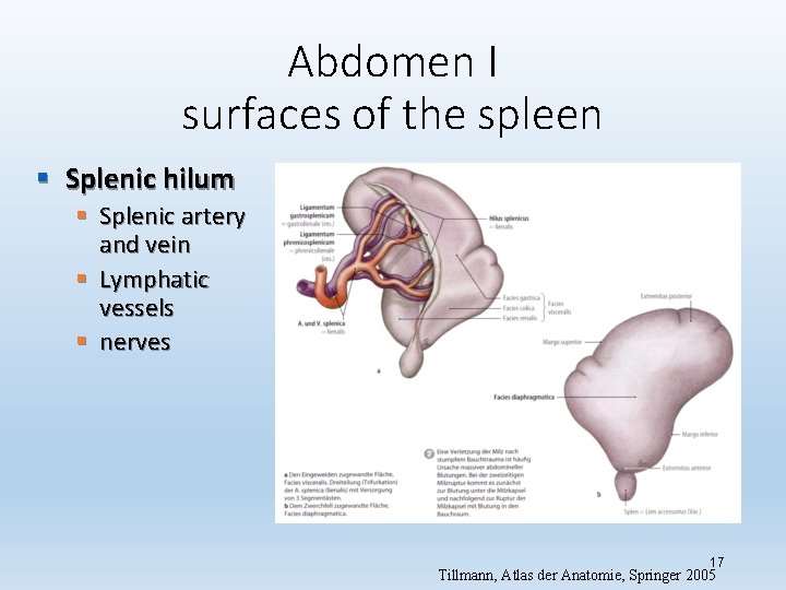 Abdomen I surfaces of the spleen § Splenic hilum § Splenic artery and vein
