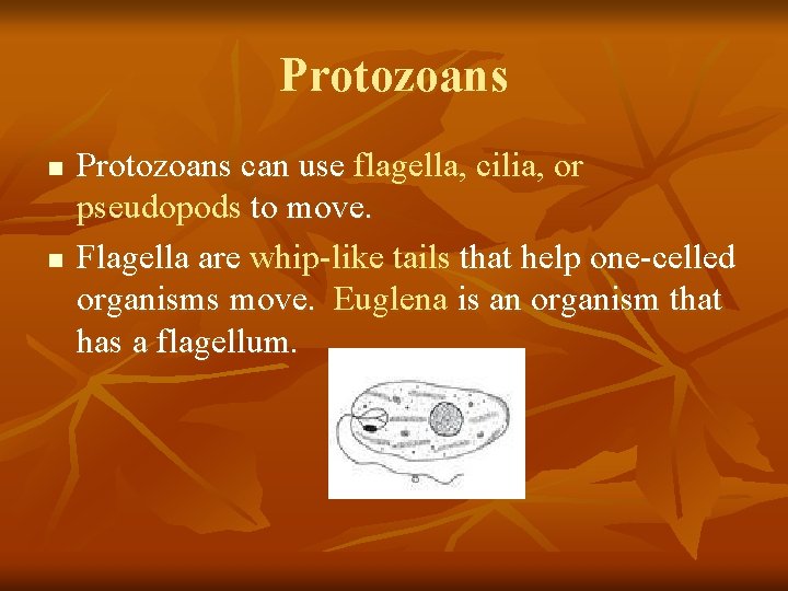 Protozoans n n Protozoans can use flagella, cilia, or pseudopods to move. Flagella are