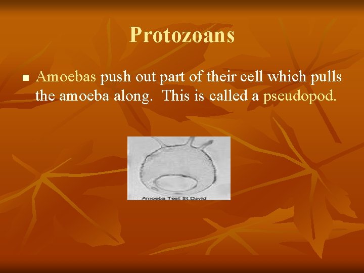 Protozoans n Amoebas push out part of their cell which pulls the amoeba along.