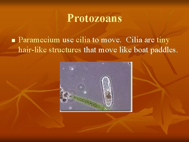 Protozoans n Paramecium use cilia to move. Cilia are tiny hair-like structures that move