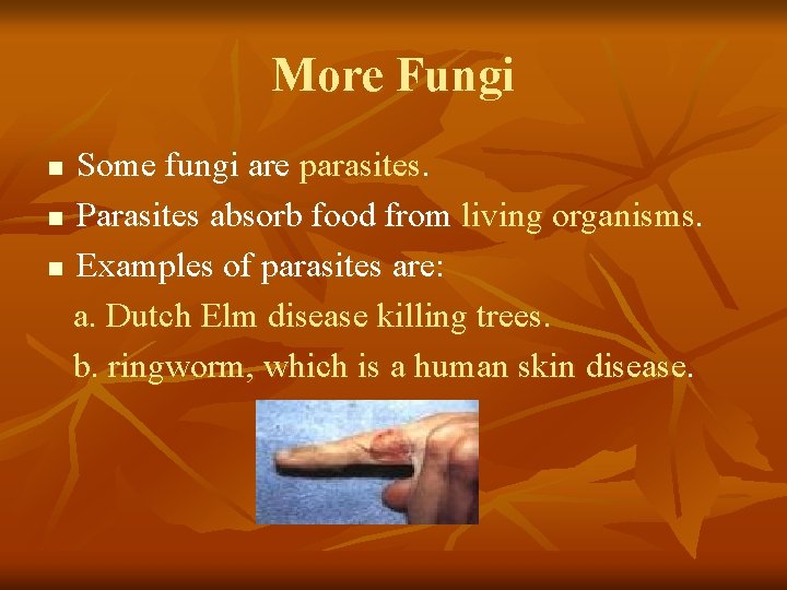 More Fungi Some fungi are parasites. n Parasites absorb food from living organisms. n