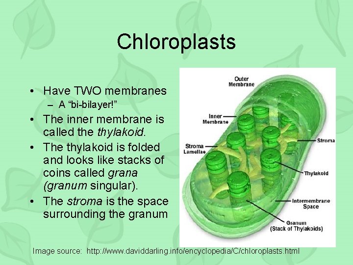 Chloroplasts • Have TWO membranes – A “bi-bilayer!” • The inner membrane is called