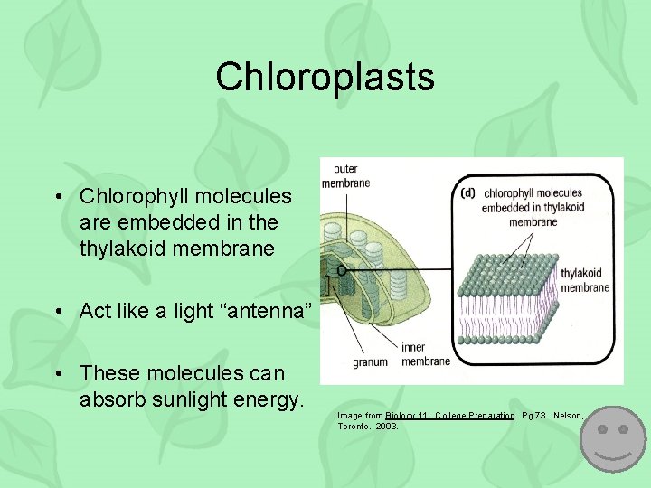 Chloroplasts • Chlorophyll molecules are embedded in the thylakoid membrane • Act like a