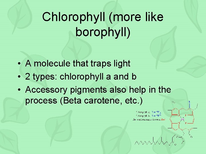 Chlorophyll (more like borophyll) • A molecule that traps light • 2 types: chlorophyll