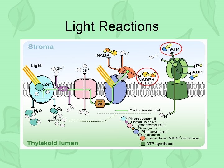 Light Reactions 