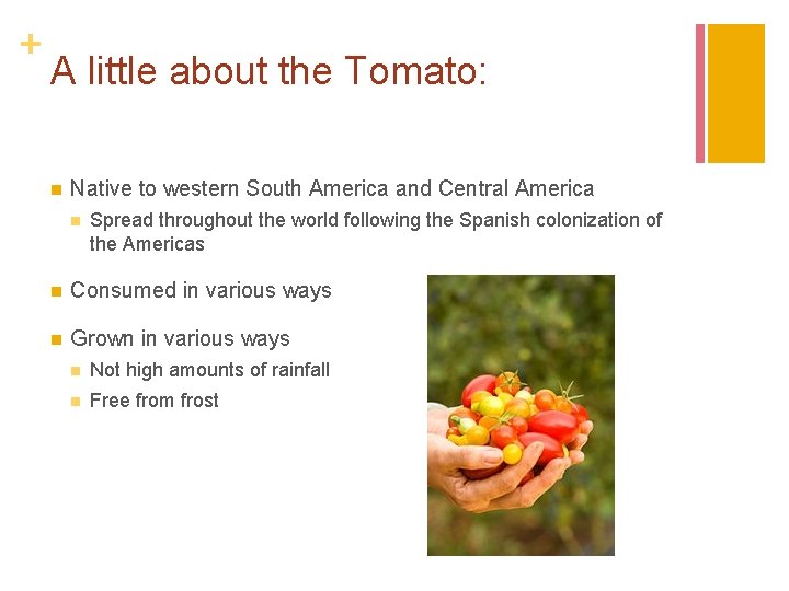 + A little about the Tomato: n Native to western South America and Central