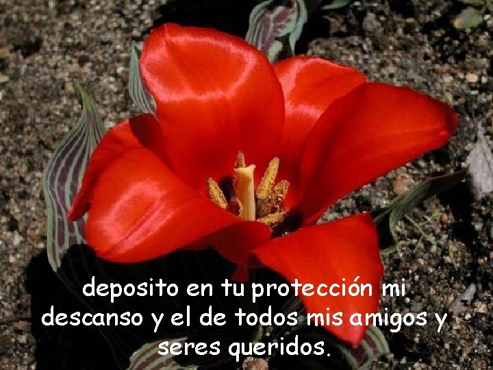 deposito en tu protección mi descanso y el de todos mis amigos y seres