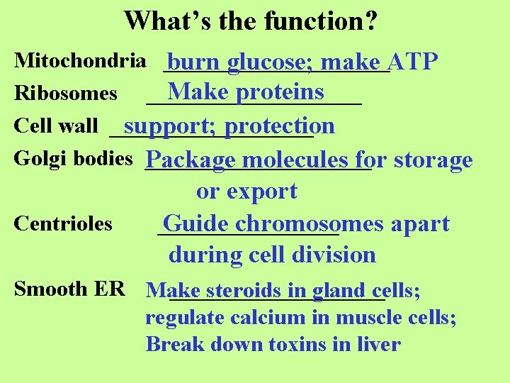 What’s the function? Mitochondria __________ burn glucose; make ATP Make proteins Ribosomes __________ Cell