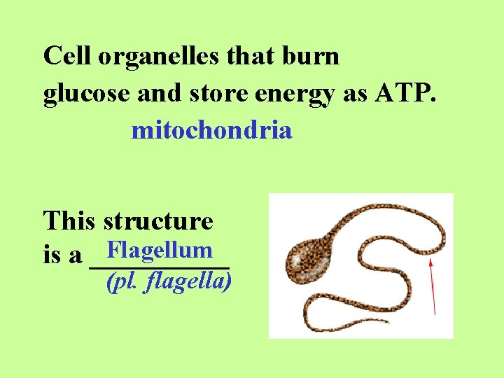 Cell organelles that burn glucose and store energy as ATP. mitochondria This structure Flagellum