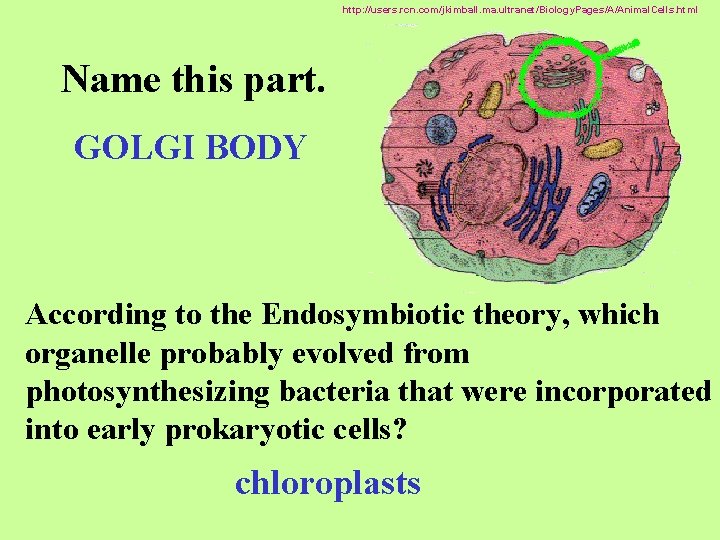 http: //users. rcn. com/jkimball. ma. ultranet/Biology. Pages/A/Animal. Cells. html Name this part. GOLGI BODY