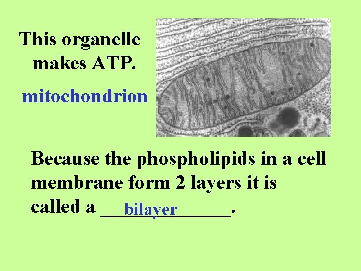 This organelle makes ATP. mitochondrion Because the phospholipids in a cell membrane form 2