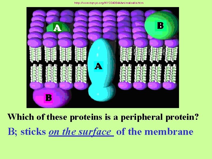 http: //www. tqnyc. org/NYC 040844/animalcells. htm Which of these proteins is a peripheral protein?