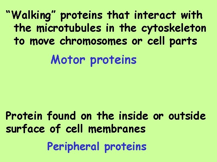 “Walking” proteins that interact with the microtubules in the cytoskeleton to move chromosomes or