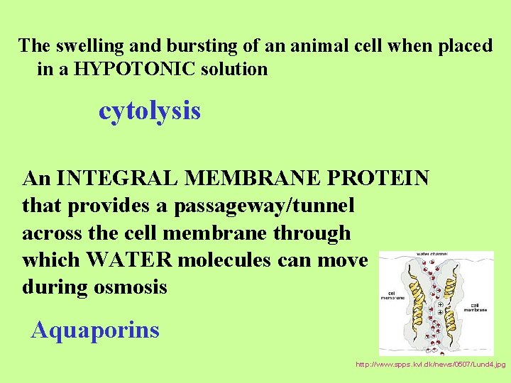 The swelling and bursting of an animal cell when placed in a HYPOTONIC solution