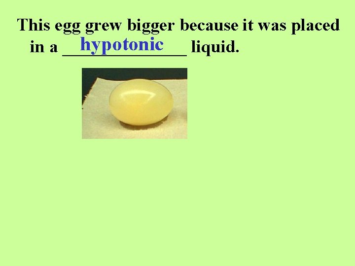 This egg grew bigger because it was placed hypotonic liquid. in a _______ 