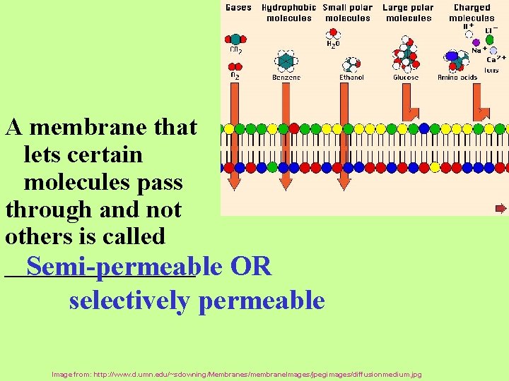 A membrane that lets certain molecules pass through and not others is called ________