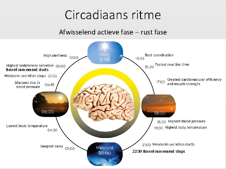 Circadiaans ritme Afwisselend actieve fase – rust fase Bowel movement starts 22: 30 Bowel