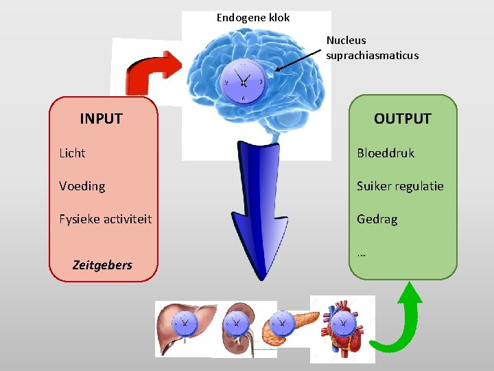 Endogene klok Nucleus suprachiasmaticus INPUT OUTPUT Licht Bloeddruk Voeding Suiker regulatie Fysieke activiteit Gedrag