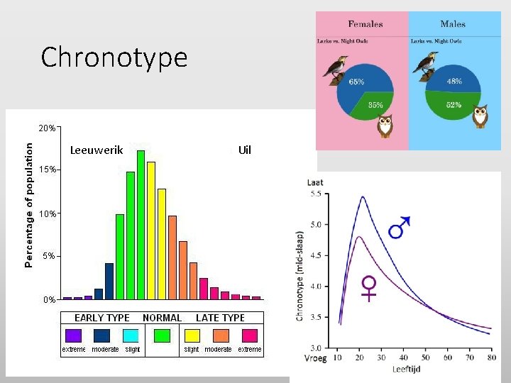 Chronotype Leeuwerik Uil 