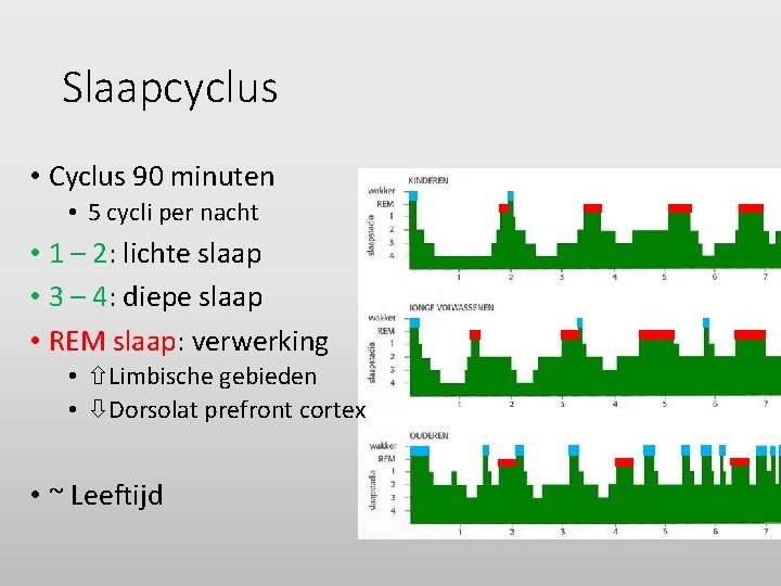 Slaapcyclus • Cyclus 90 minuten • 5 cycli per nacht • 1 – 2: