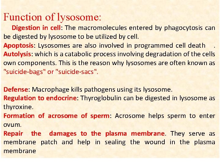 Function of lysosome: Digestion in cell: The macromolecules entered by phagocytosis can be digested
