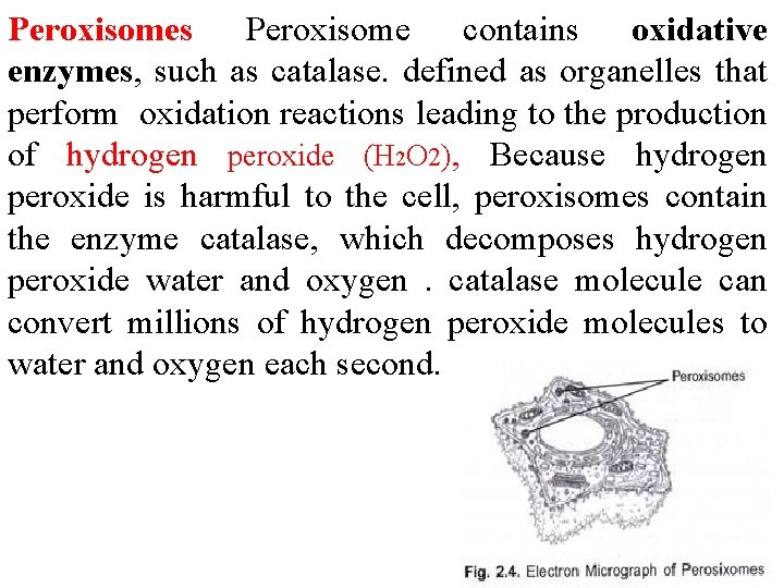 Peroxisomes Peroxisome contains oxidative enzymes, such as catalase. defined as organelles that perform oxidation