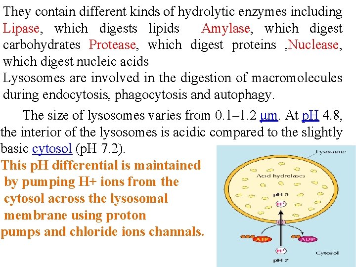 They contain different kinds of hydrolytic enzymes including Lipase, which digests lipids Amylase, which