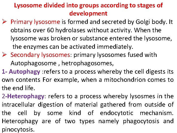 Lysosome divided into groups according to stages of development Ø Primary lysosome is formed