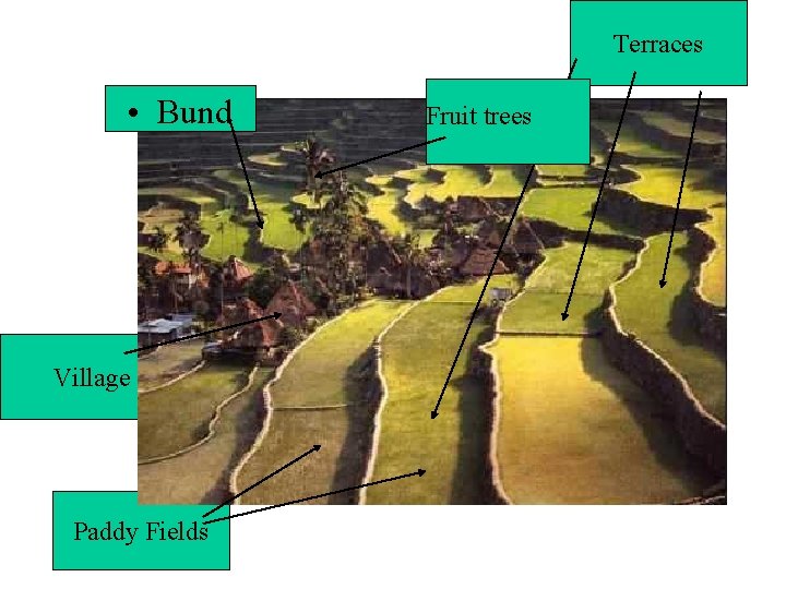 Terraces • Bund Village Paddy Fields Fruit trees 