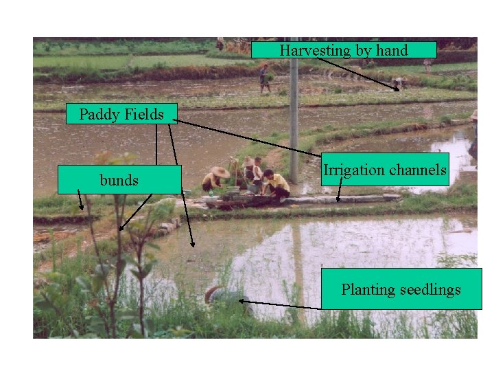 Harvesting by hand Paddy Fields bunds Irrigation channels Planting seedlings 