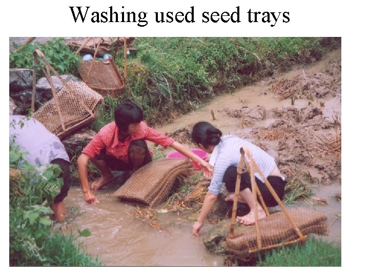 Washing used seed trays 