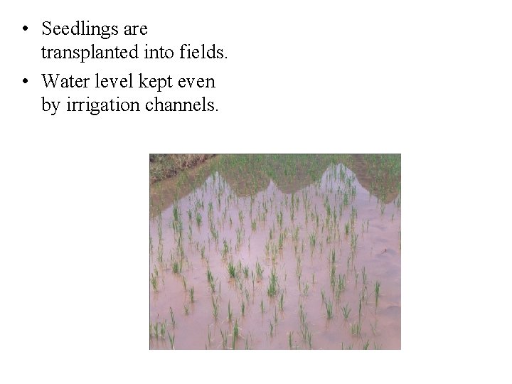 • Seedlings are transplanted into fields. • Water level kept even by irrigation